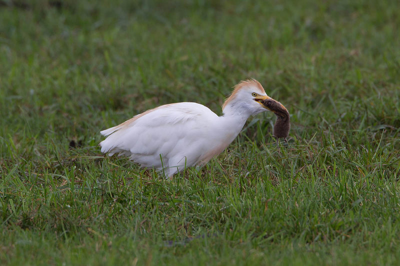 2014-09-26 koereiger mastenbroek 3.jpg