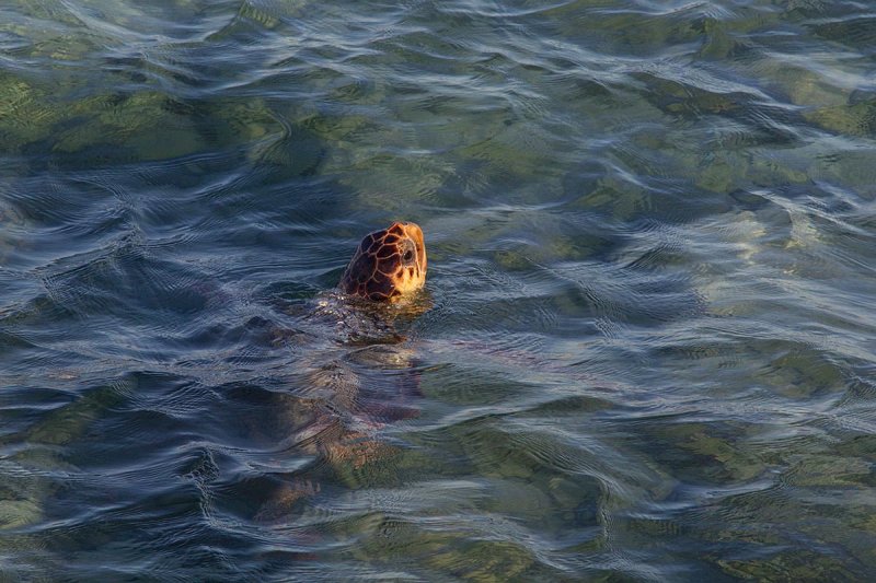 29-09-2014 zakinthos schildpad 2.jpg