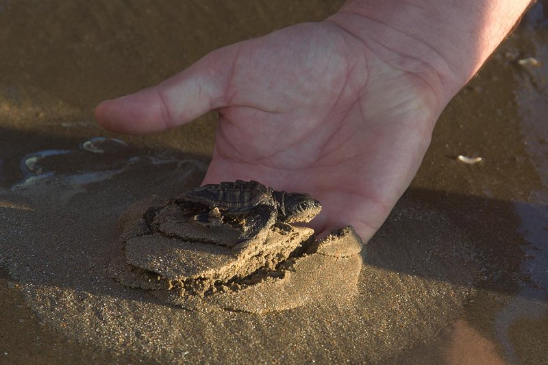 2014-10-02 Zakinthos schildpad 3.jpg
