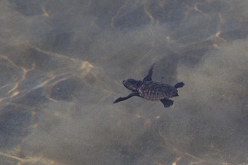 2014-10-02 Zakinthos schildpad 6.jpg