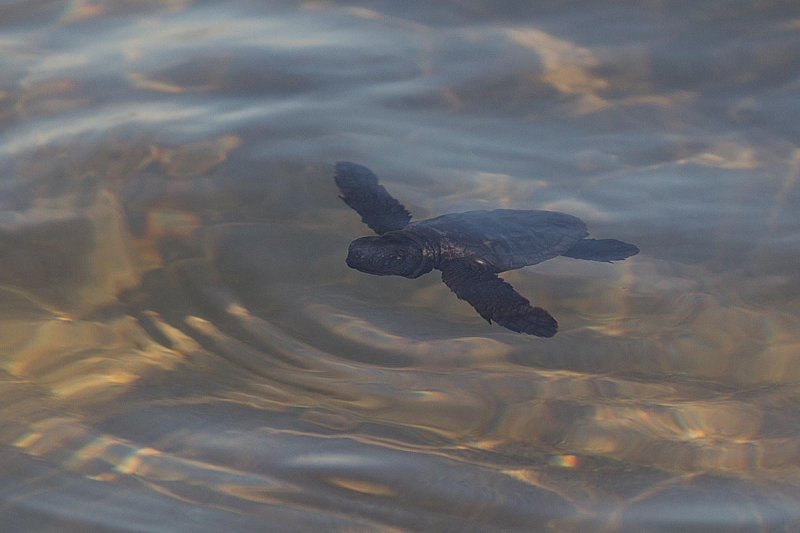 2014-10-02 Zakinthos schildpad 7.jpg
