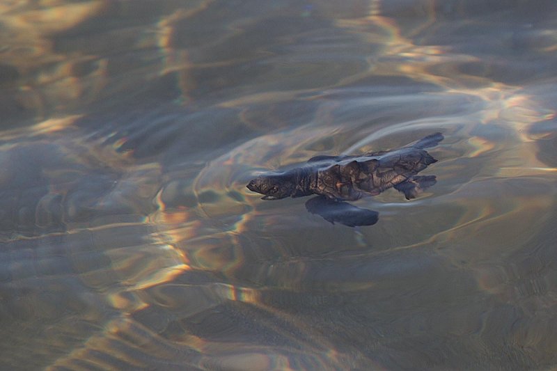 2014-10-02 Zakinthos schildpad 8.jpg
