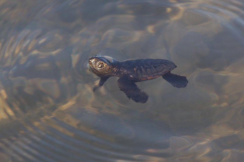2014-10-02 Zakinthos schildpad 9.jpg