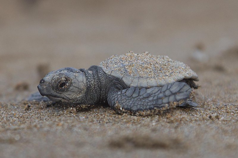 2014-10-03 zakinthos schildpad  3.jpg
