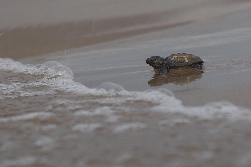 2014-10-03 zakinthos schildpad  10.jpg