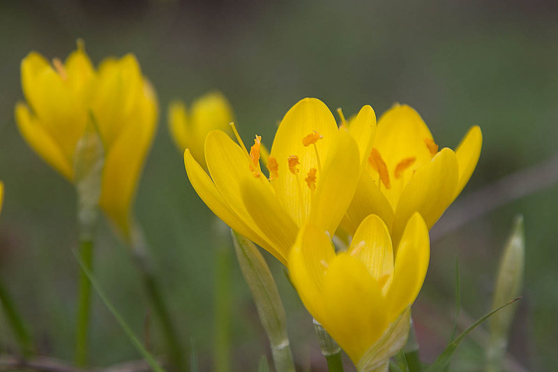 2014-10-03 zakinthos krokus.jpg