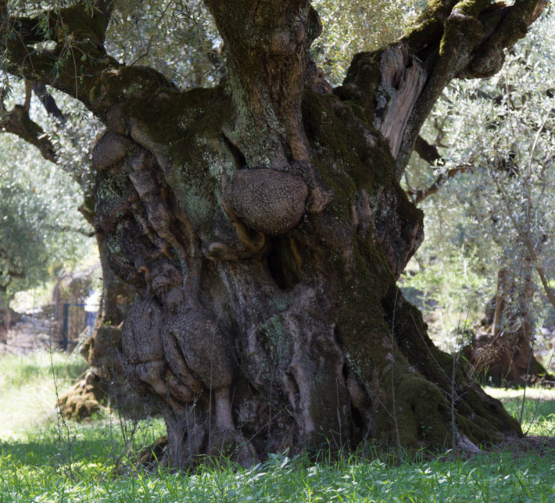 29-09-2014 zakinthos olijfboom.jpg