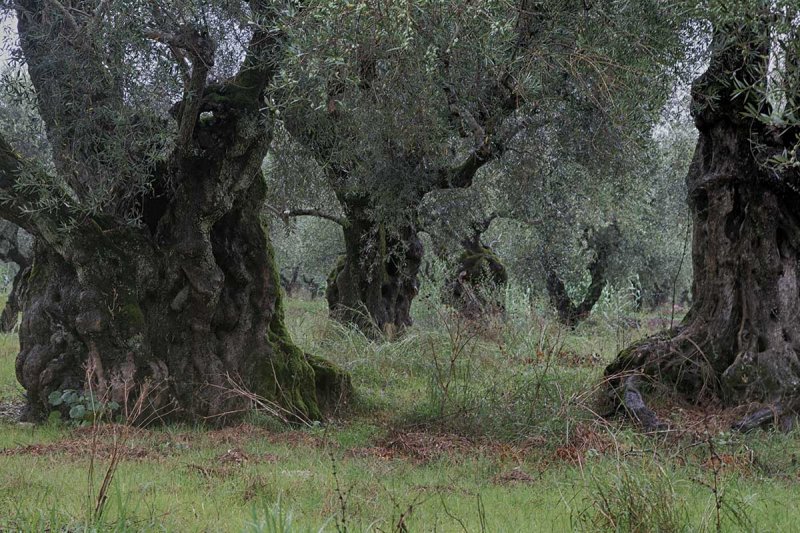 2014-10-05  zakynthos  olijfboom 3.jpg