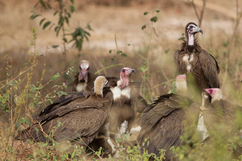2015-01-14 Gambia kapgier.jpg