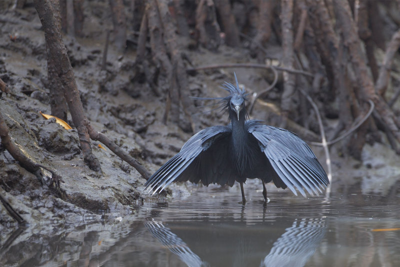 2015-01-14 Gambia zwarte reiger 2.jpg