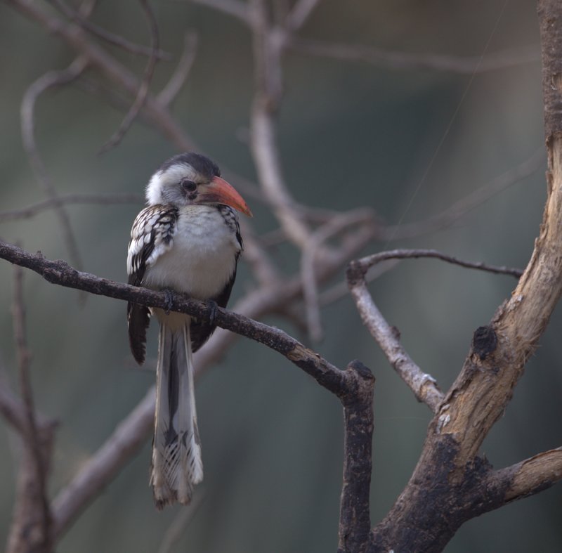 2015-01-14 red billed hornbill gambia 2.jpg