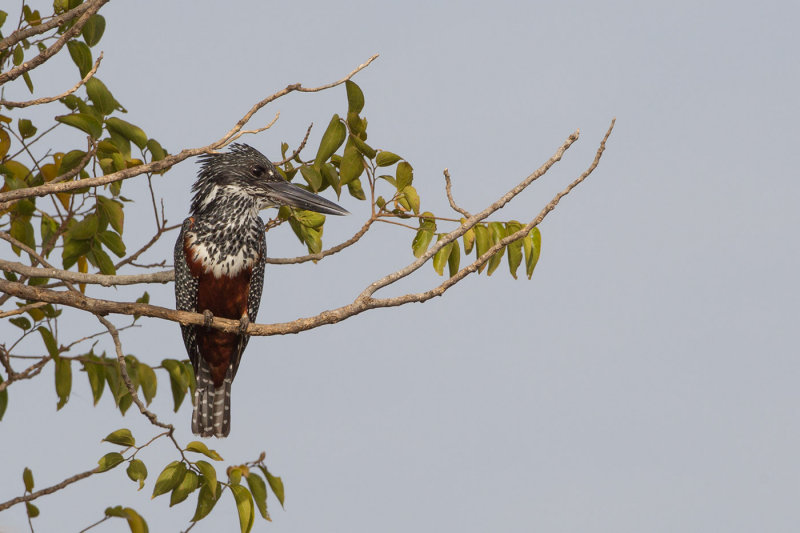 2015-01-15 gambia afrikaanse reuzenijsvogel.jpg