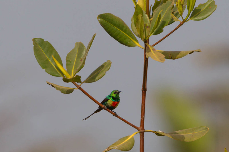 2015-01-15 gambia feenhoningzuiger.jpg