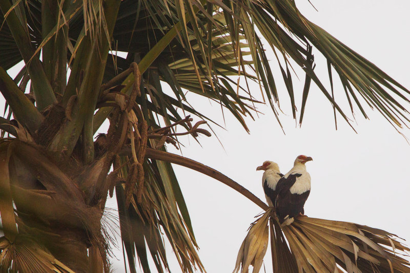 2015-01-16 gambia palmgier 2.jpg