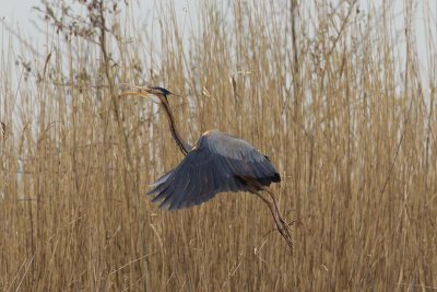 2013-04-23 purprrreiger overijssel 4.jpg