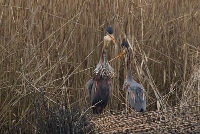 2013-04-23 purprrreiger overijssel.jpg