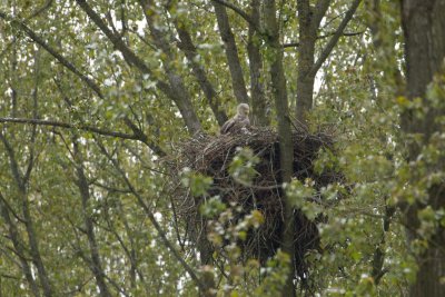 2013-05-2013 zeearend 4.jpg