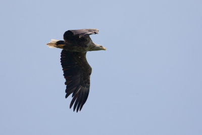 2013-05-31 zeearend vossemeerdijk.jpg