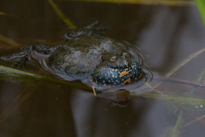 2013-06-05 hongarije roodbuikvuurpad.jpg