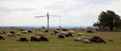 2013-06-05 hongarije schaap racka.jpg