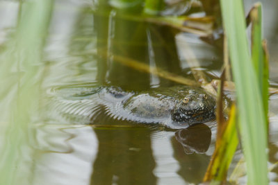 2013-06-05 hongarije roodbuikvuurpad 3.jpg