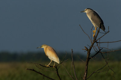 2013-06-06 hortobagy kwak ralreiger.jpg