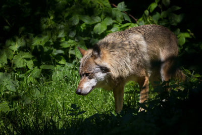 2013-06-17 bayernwald wolf 2.jpg