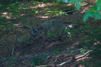 2013-06-17 bayernwald wolf 5.jpg