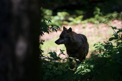 2013-06-17 bayernwald wolf 6.jpg