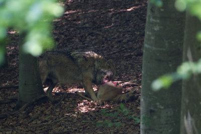 2013 06-10 Bayernwald wolf 10.jpg