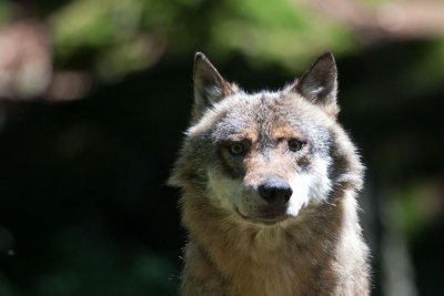 2013-06-19 bayernwald wolf.jpg
