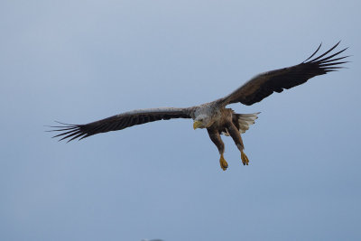 2013-06-25 zeearend polen 9.jpg