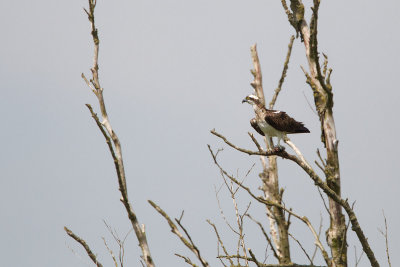 2013-7-04 visarend ijsselmonding 5.jpg