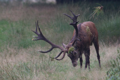 2013-09-25 veluwe edelhert 3.jpg