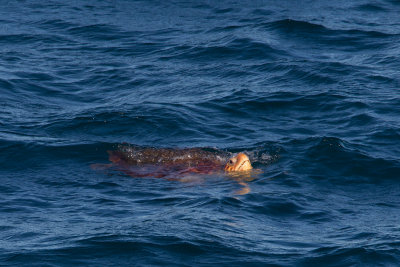 2013-08-13 zeeschildpad 1 brazilie.jpg