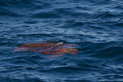 2013-08-13 zeeschildpad 1 brazilie 2.jpg