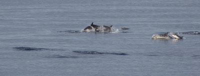 2013-07-20 gestreepte dolfijn atl 3.jpg
