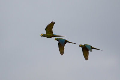 2013-08-29 24 red bellied parrot.jpg