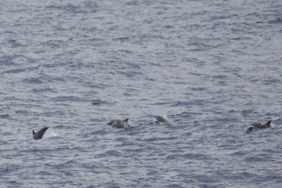 2013-07-27 dolfijn 4.jpg