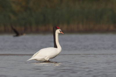 2013-10-16 ijsselmonding knobbelzwaan zwarte zwaan 2.jpg