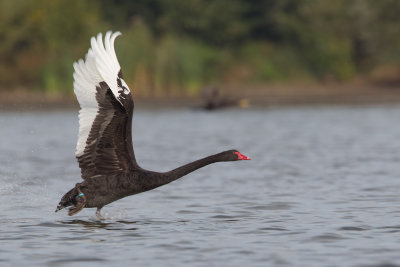 2013-10-16 ijsselmonding zwarte zwaan.jpg