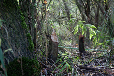 2013-10-16 bever ijsseloog.jpg