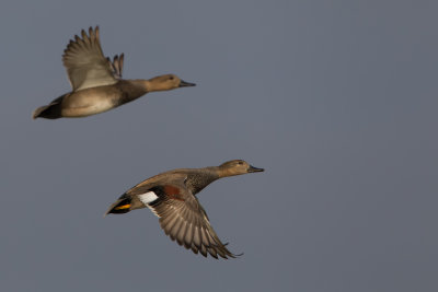 2013-10-17 krakeend ijssel.jpg