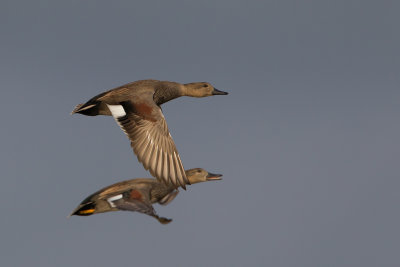 2013-10-17 krakeend ijssel 2.jpg