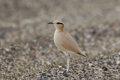 2013-11-15 renvogel.jpg