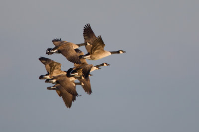 2013-11-23 canadese gans ijssel.jpg