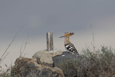 hop, hoopoe