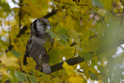 2013-11-26 sperweruil zwolle 3.jpg