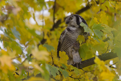 2013-11-26 sperweruil zwolle 5.jpg