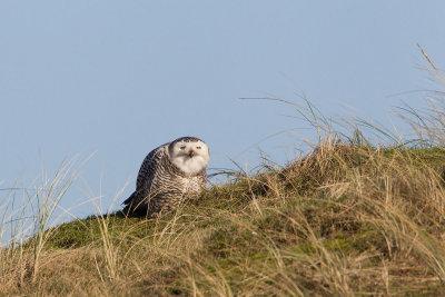 2014-02-01 vlieland sneeuwuil 4.jpg